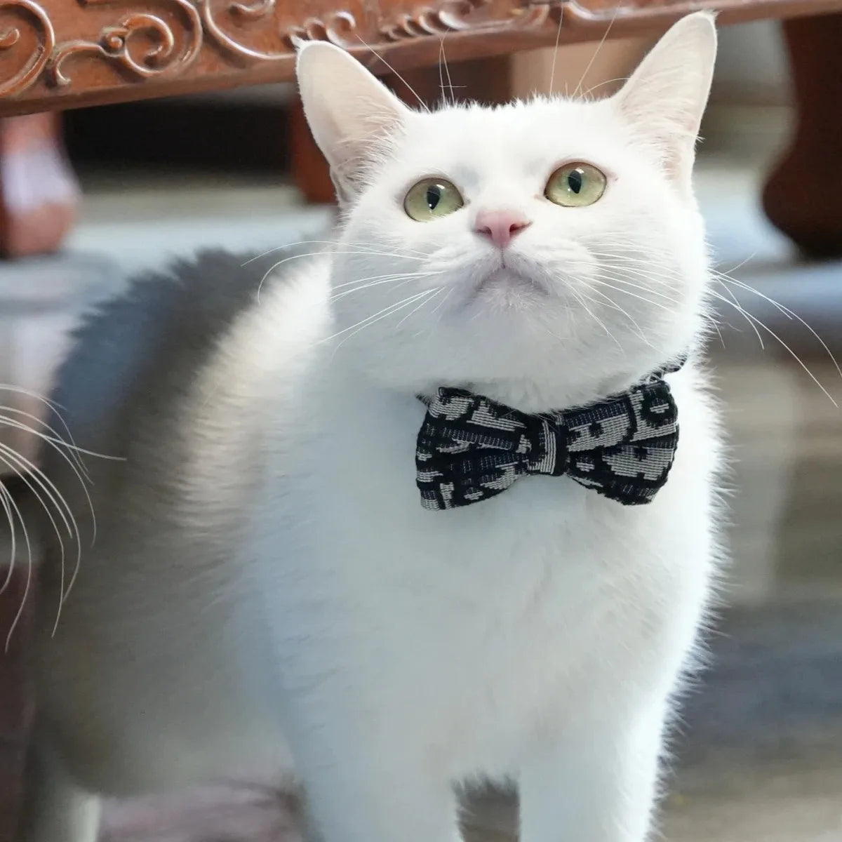 Cat Bowtie & Leash - Luxury Edition